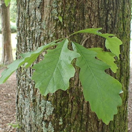 Quercus bicolor - Swamp White Oak