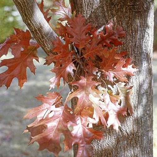 Quercus nuttallii - Nuttall’s Oak