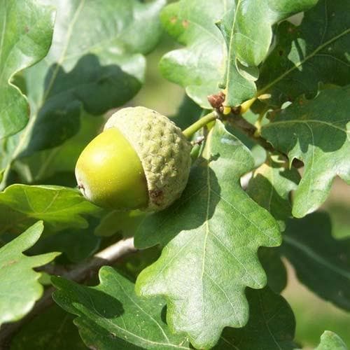 Quercus robur Fastigiata Koster - Future Forests