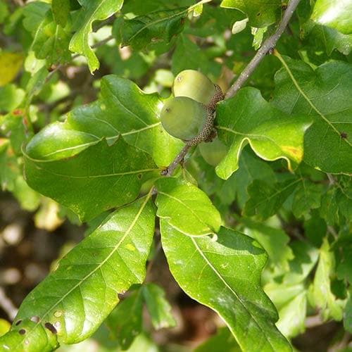 Quercus stellata