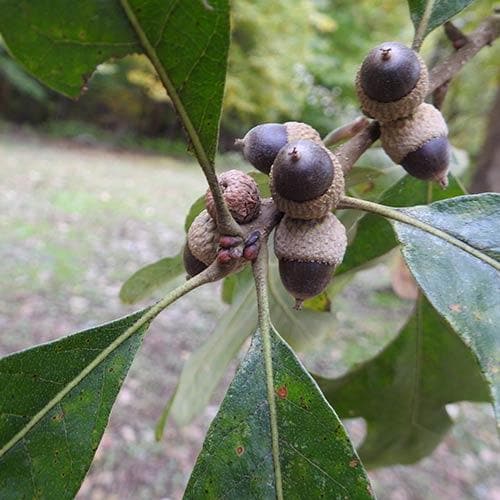 Quercus stellata