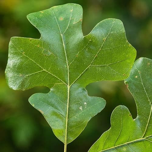 Quercus stellata