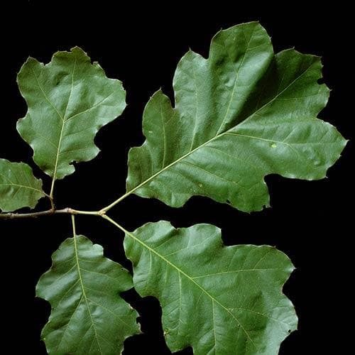 Quercus velutina 
