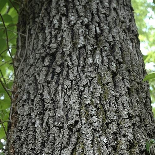 Quercus velutina 