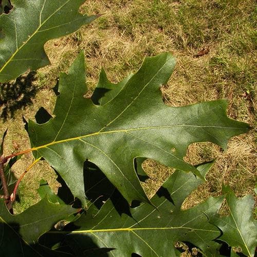Quercus velutina 