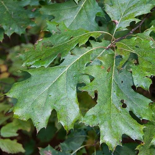Quercus velutina 