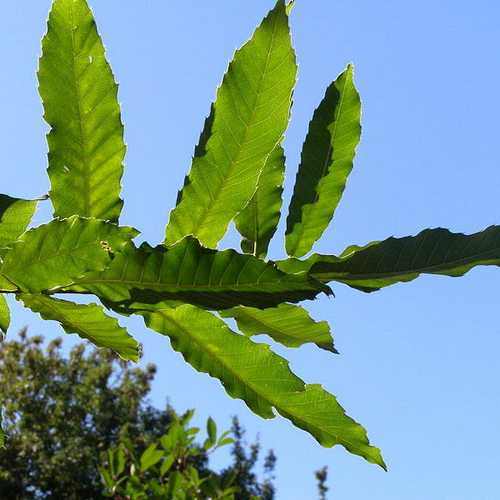 Quercus Acutissima - Sawtooth Oak - Future Forests