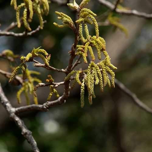 Quercus Acutissima - Sawtooth Oak - Future Forests