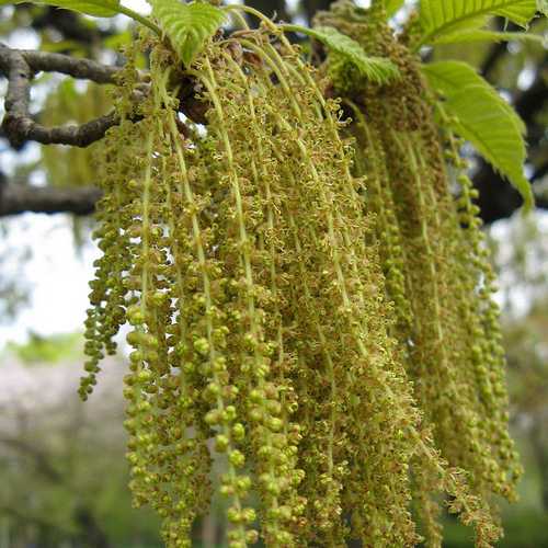 Quercus Acutissima - Sawtooth Oak - Future Forests