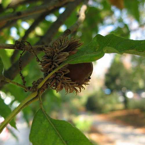 Quercus Acutissima - Sawtooth Oak - Future Forests