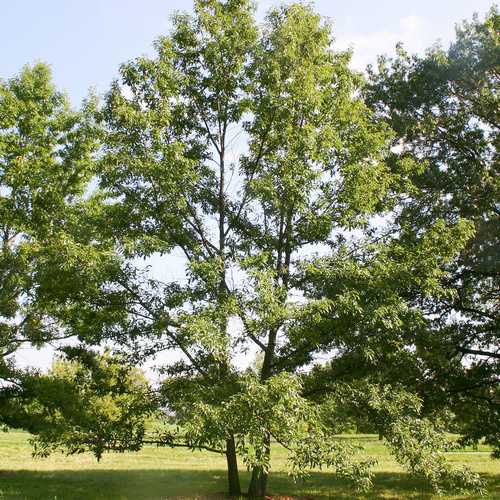 Quercus Acutissima - Sawtooth Oak - Future Forests