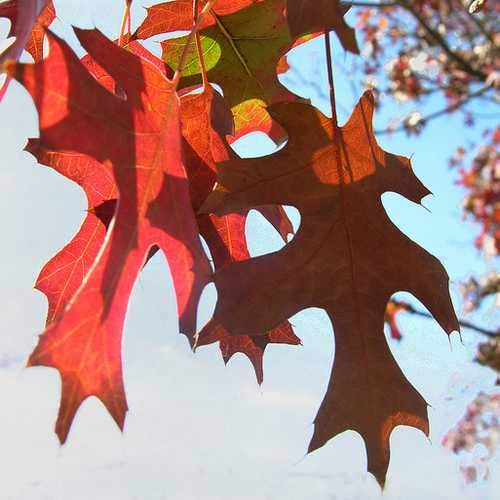 Quercus Buckleyi - Texas Red Oak - Future Forests