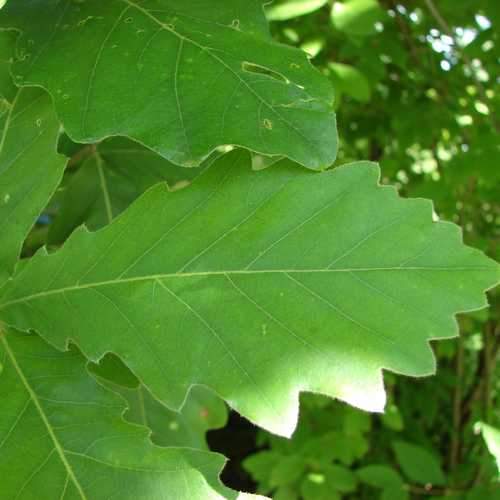 Quercus dentata - Japanese Emperor Oak - Future Forests