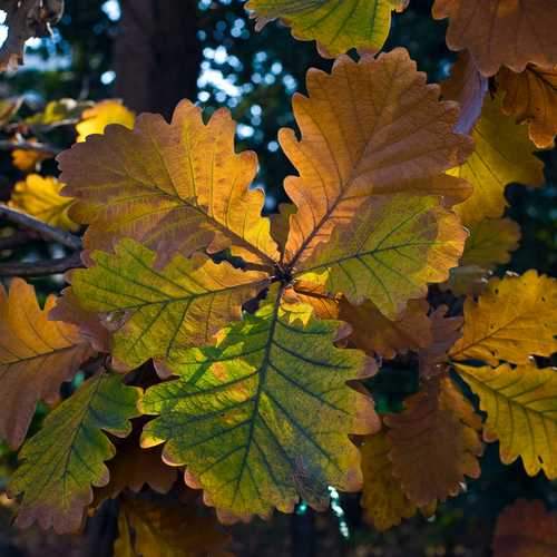 Quercus dentata - Japanese Emperor Oak - Future Forests