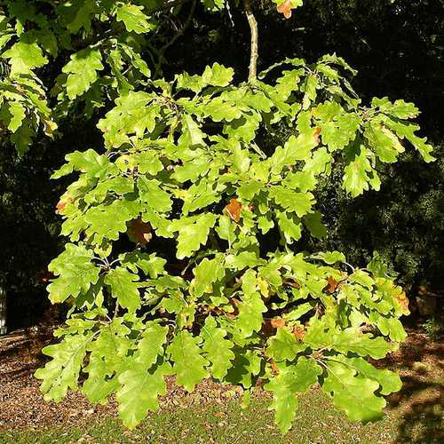 Quercus alba - White Oak - Future Forests