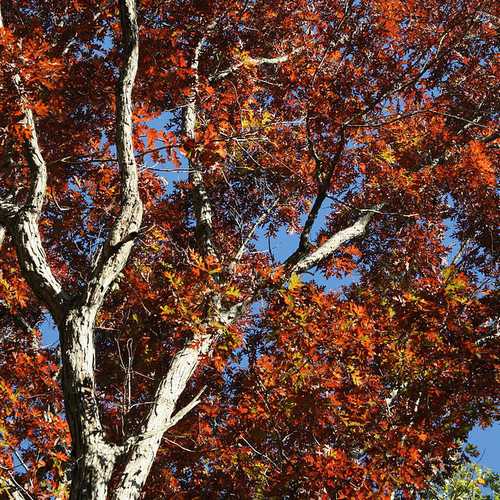 Quercus alba - White Oak - Future Forests