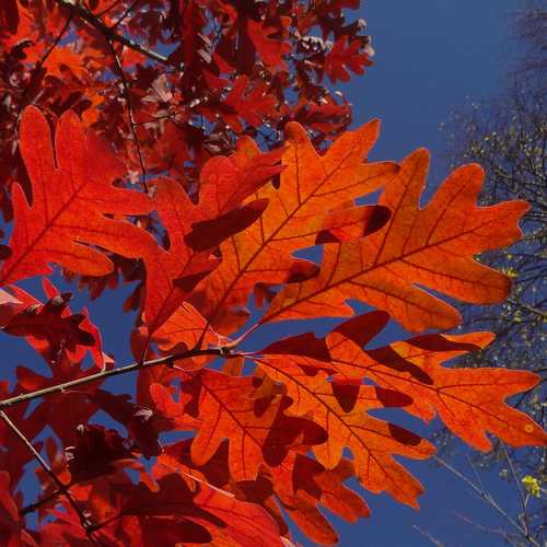 Quercus alba - White Oak - Future Forests