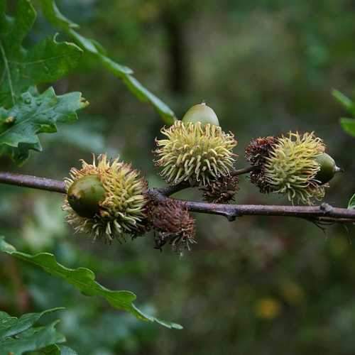 Quercus cerris - Turkey Oak 1-2ft Bareroot