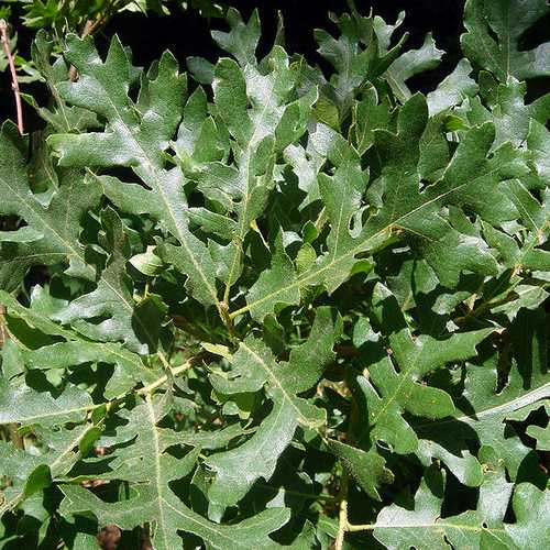 Quercus cerris - Turkey Oak - Future Forests