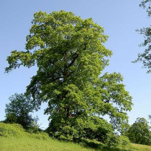 Quercus cerris - Turkey Oak - Future Forests