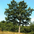 Quercus cerris - Turkey Oak Bareroot | 2-3ft / Not provided