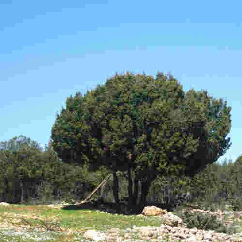 Quercus coccifera