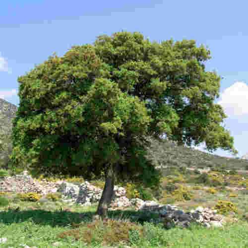 Quercus coccifera