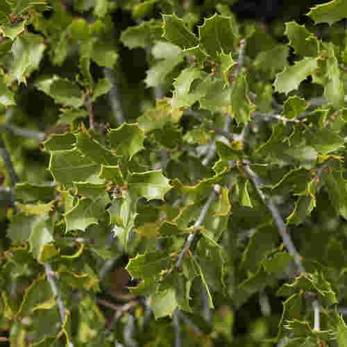 Quercus coccifera