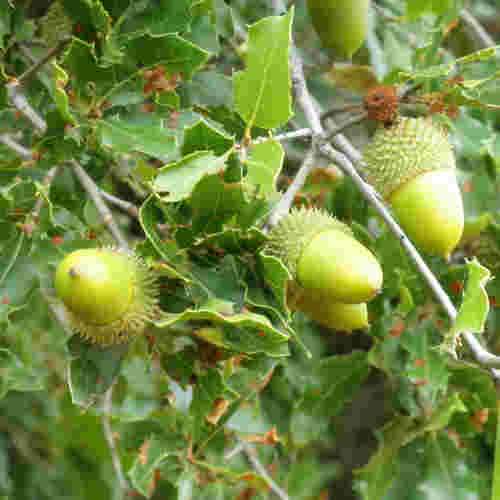 Quercus coccifera