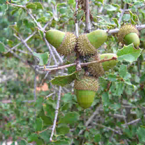 Quercus coccifera