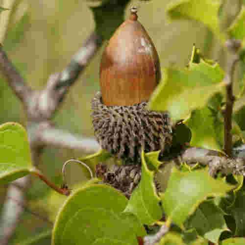 Quercus coccifera