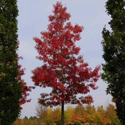 Quercus coccinea Splendens - Scarlet Oak - Future Forests