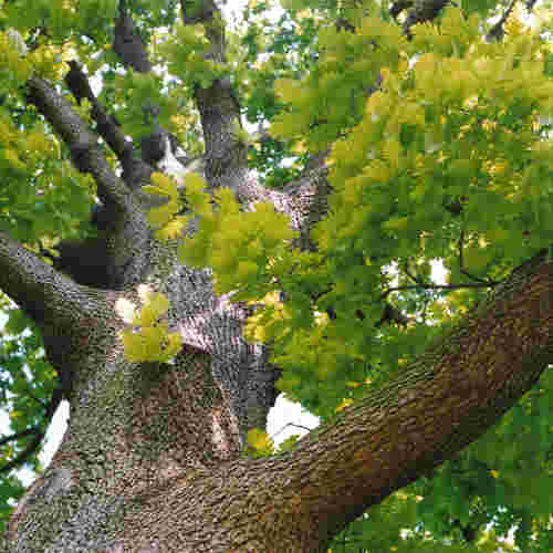 Quercus frainetto - Hungarian Oak