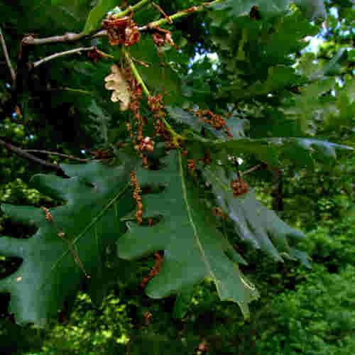 Quercus frainetto - Hungarian Oak