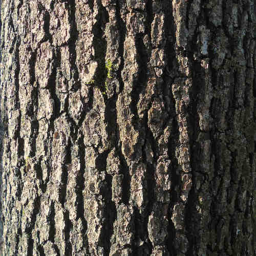 Quercus frainetto - Hungarian Oak