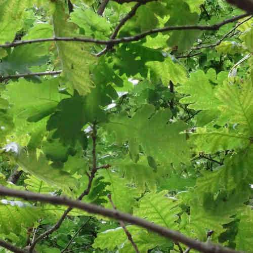 Quercus frainetto - Hungarian Oak