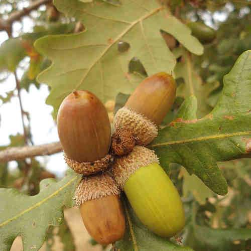 Quercus frainetto - Hungarian Oak