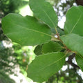 Quercus ilex - Holm Oak 1ft Bareroot