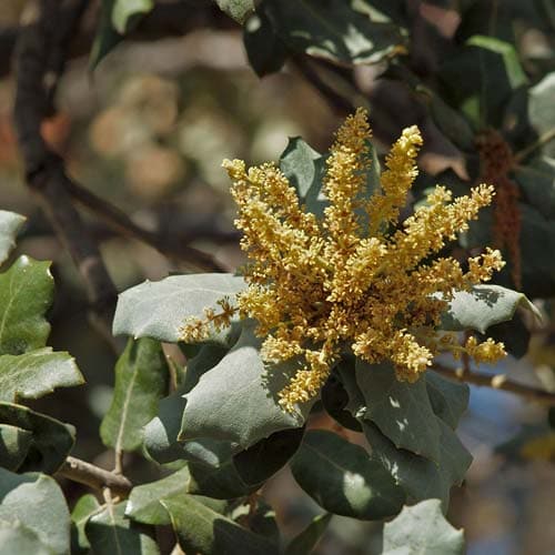 Quercus ilex - Holm Oak - Future Forests