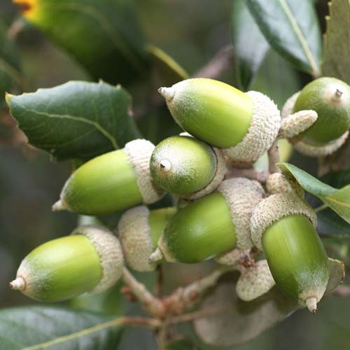 Quercus ilex - Holm Oak - Future Forests