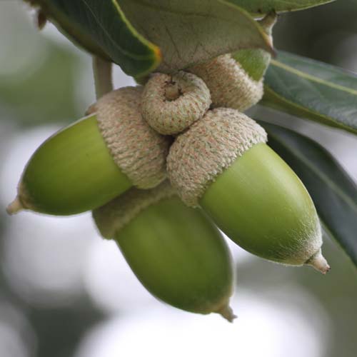 Quercus ilex - Holm Oak - Future Forests