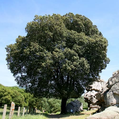 Quercus ilex - Holm Oak - Future Forests