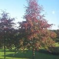 Quercus palustris - Pin Oak Bareroot | 3-4ft / Not provided