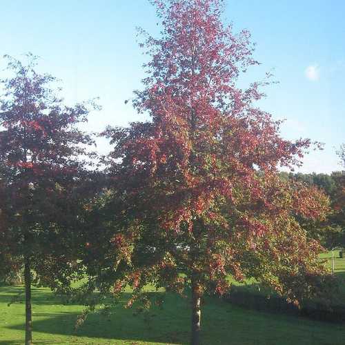Quercus palustris - Pin Oak Bareroot | 4-5ft / Not provided