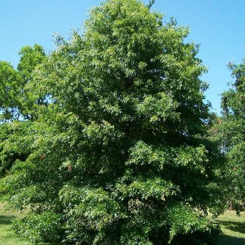 Quercus palustris - Pin Oak - Future Forests