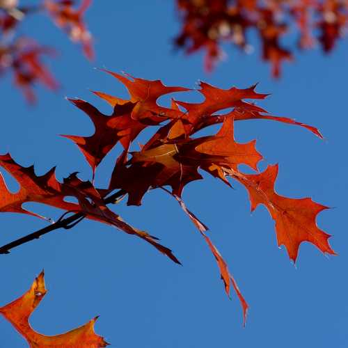 Quercus palustris - Pin Oak - Future Forests