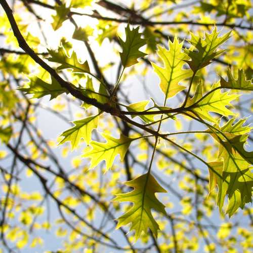 Quercus palustris - Pin Oak - Future Forests