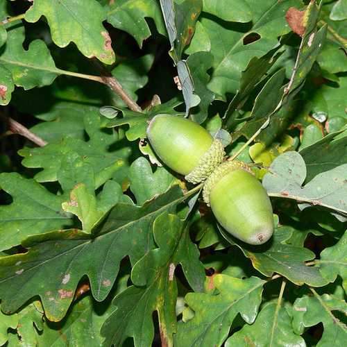 Quercus petraea - Sessile Oak 1-2ft Bareroot