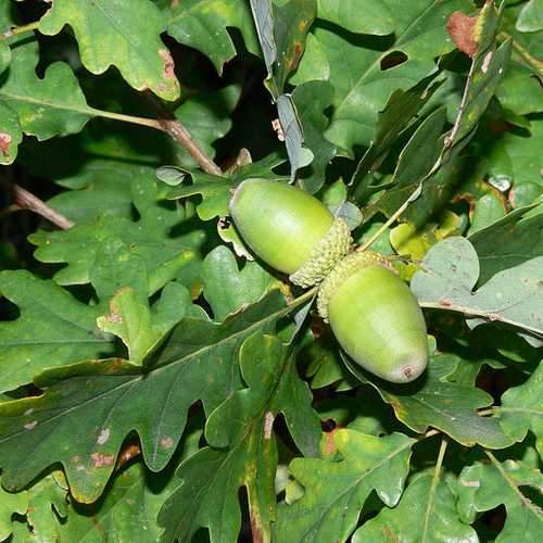 Quercus petraea - Sessile Oak 2-3ft Bareroot