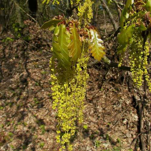 Quercus petraea - Sessile Oak - Future Forests